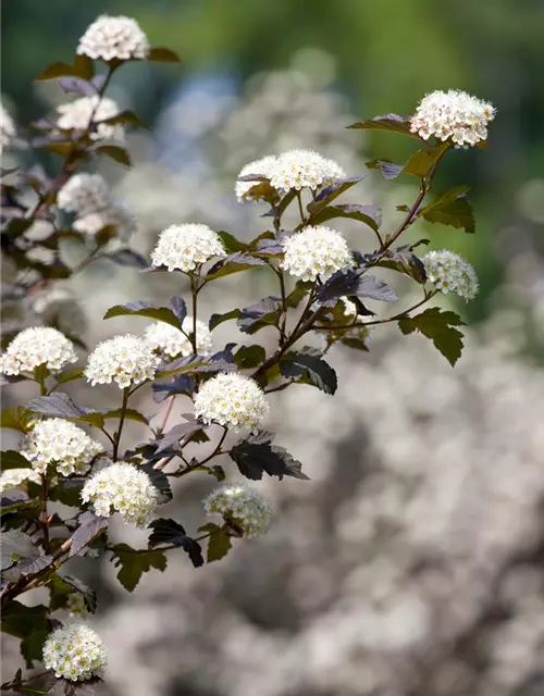 Physocarpus opulifolius 'Diabolo'®