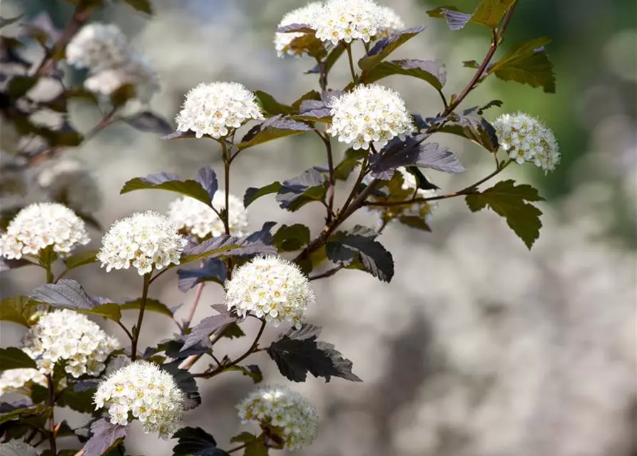 Physocarpus opulifolius 'Diabolo'®