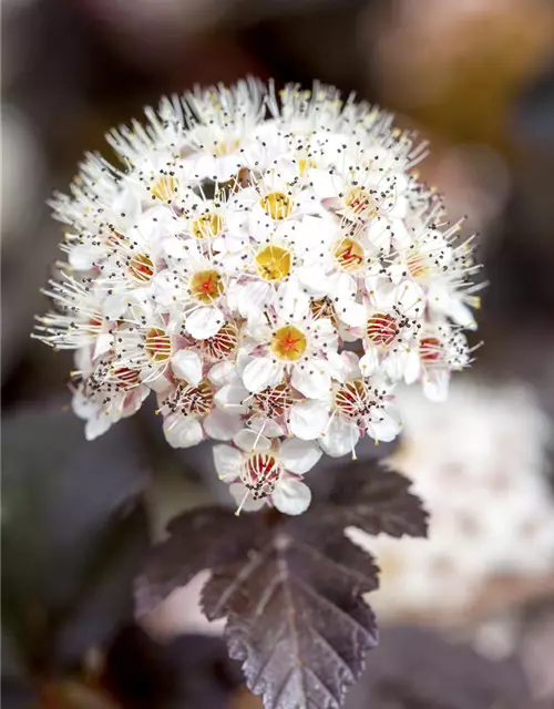 Physocarpus opulifolius 'Diabolo'®