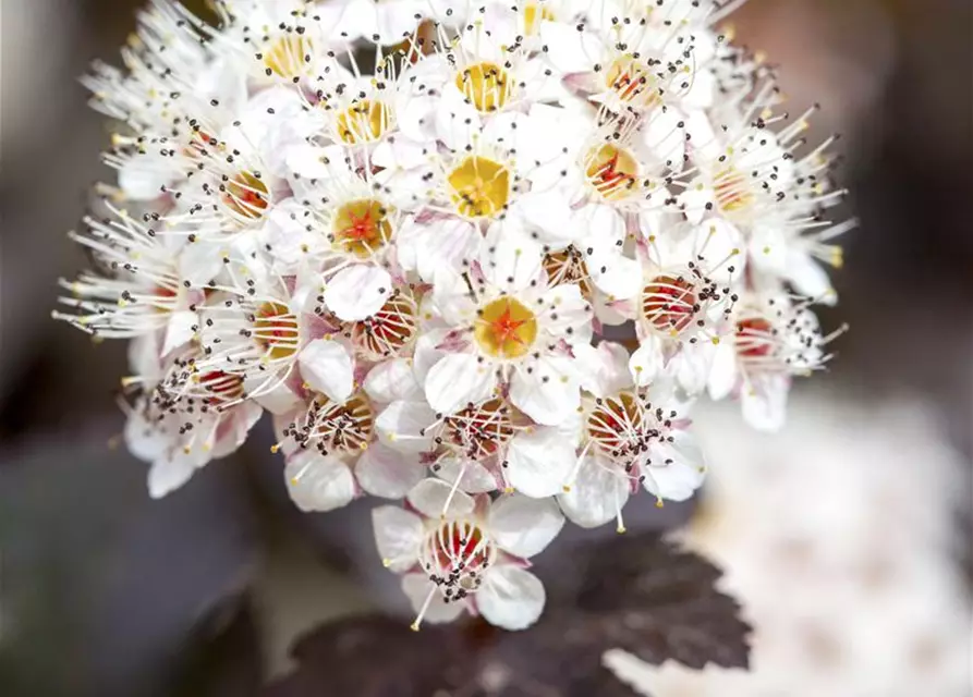 Physocarpus opulifolius 'Diabolo'®