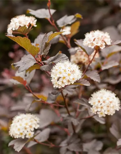 Physocarpus opulifolius 'Diabolo'®