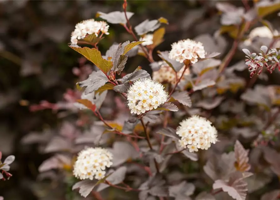 Physocarpus opulifolius 'Diabolo'®