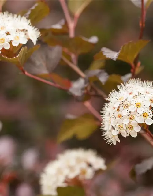 Physocarpus opulifolius 'Diabolo'®