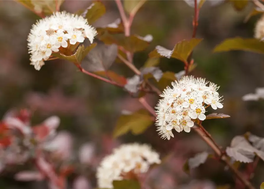 Physocarpus opulifolius 'Diabolo'®