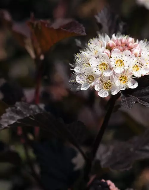 Physocarpus opulifolius 'Diabolo'®