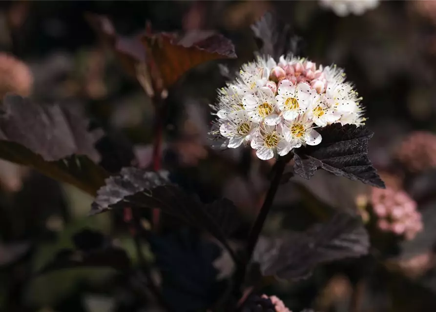 Physocarpus opulifolius 'Diabolo'®