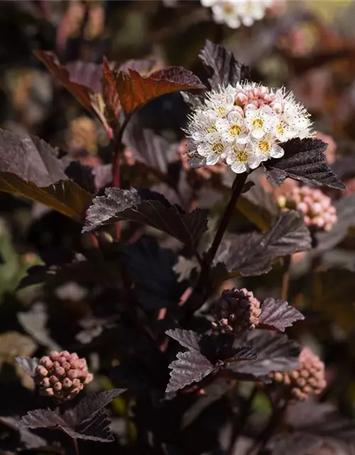 Physocarpus opulifolius 'Diabolo'®