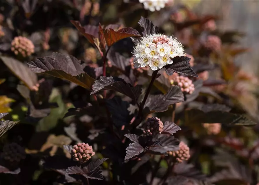 Physocarpus opulifolius 'Diabolo'®