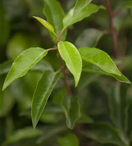 Prunus lusitanica