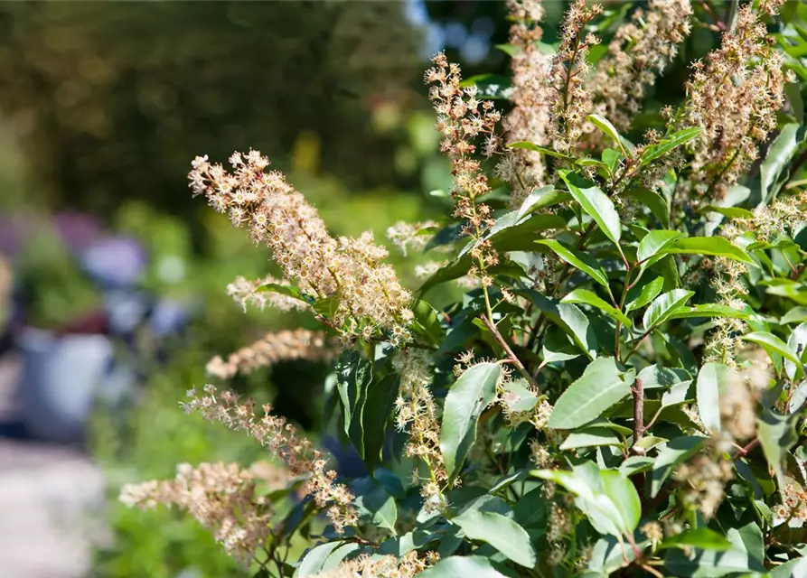 Prunus lusitanica