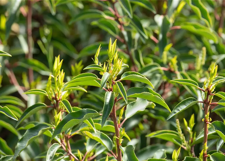 Prunus lusitanica