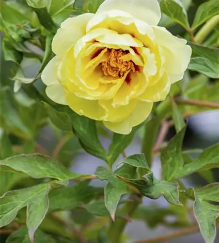 Paeonia x suffruticosa, gelb