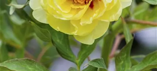 Paeonia x suffruticosa, gelb