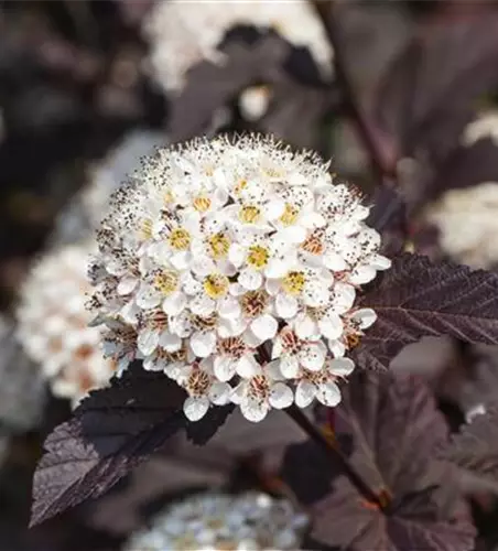 Physocarpus opulifolius 'Summer Wine'®