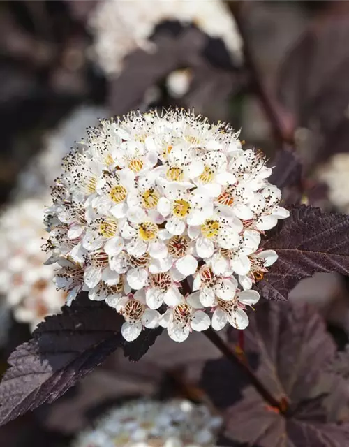 Physocarpus opulifolius 'Summer Wine'®