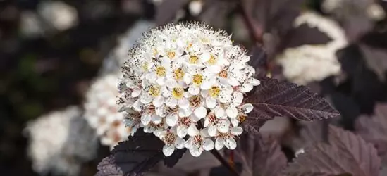 Physocarpus opulifolius 'Summer Wine'®