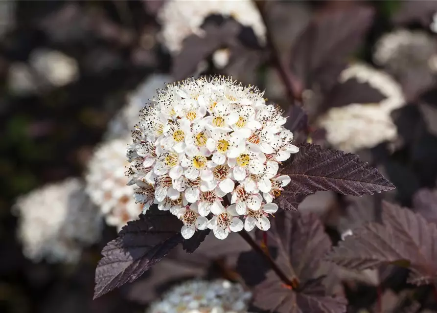 Physocarpus opulifolius 'Summer Wine'®