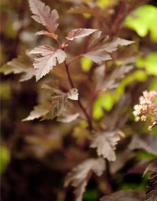 Physocarpus opulifolius 'Summer Wine'®