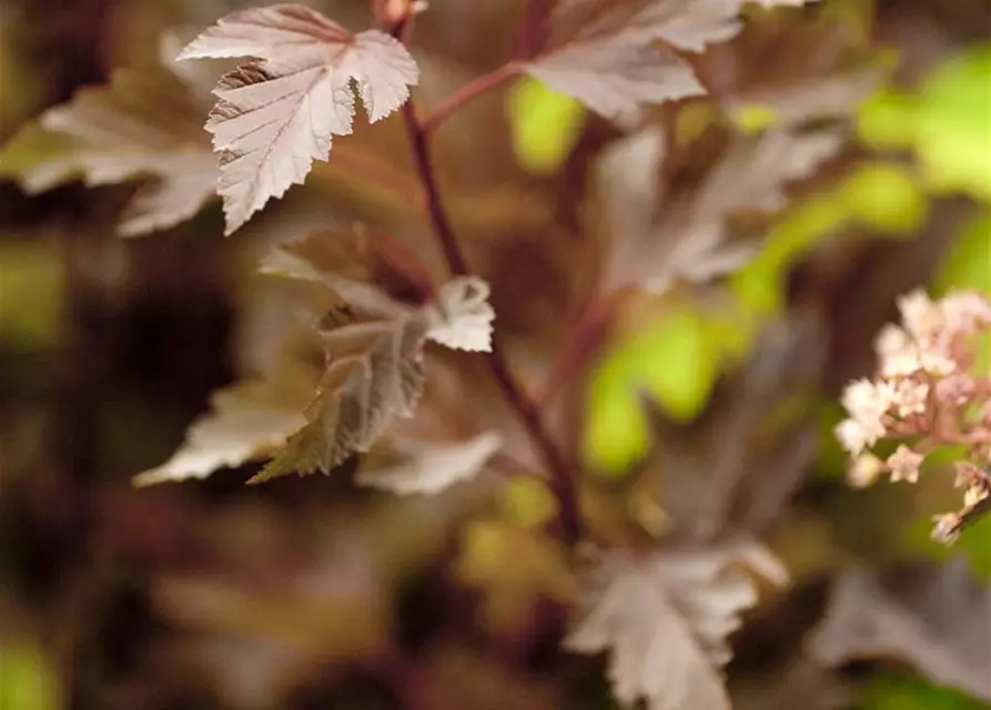 Physocarpus opulifolius 'Summer Wine'®