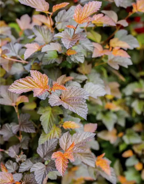 Physocarpus opulifolius 'Summer Wine'®