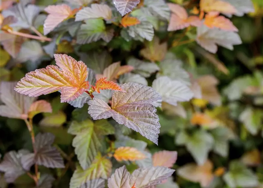 Physocarpus opulifolius 'Summer Wine'®