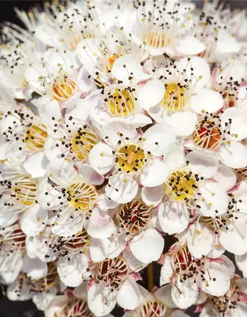 Physocarpus opulifolius 'Summer Wine'®