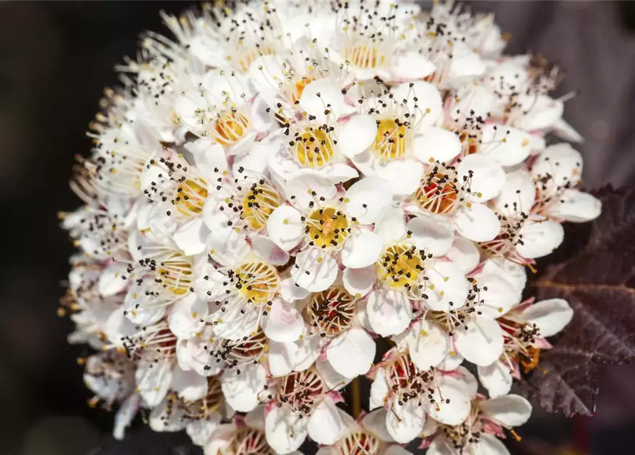 Physocarpus opulifolius 'Summer Wine'®