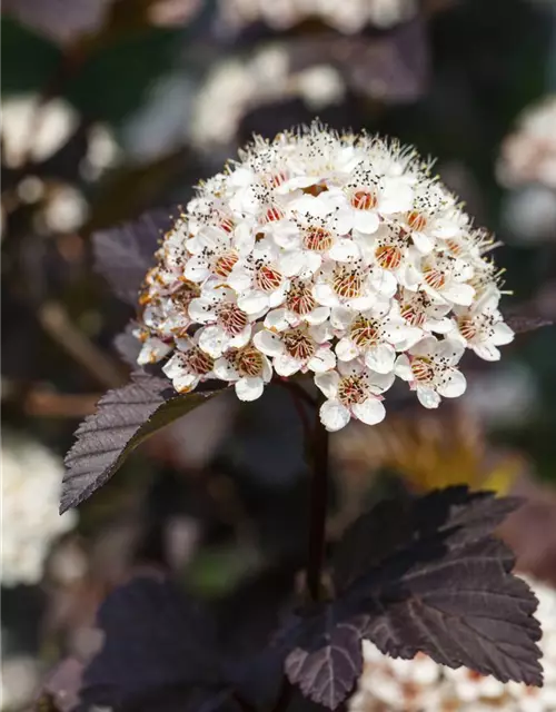 Physocarpus opulifolius 'Summer Wine'®