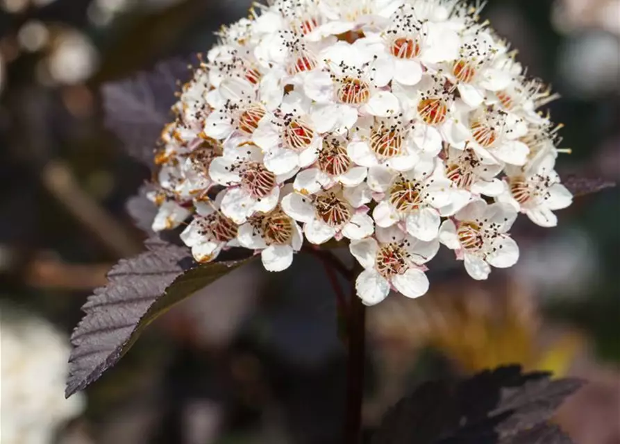 Physocarpus opulifolius 'Summer Wine'®