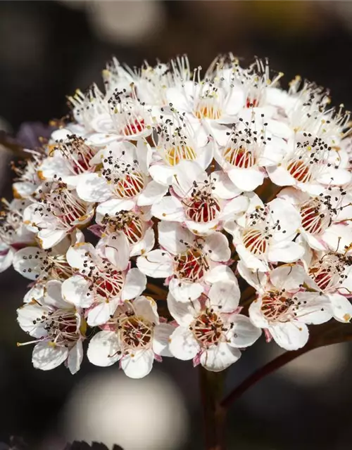 Physocarpus opulifolius 'Summer Wine'®