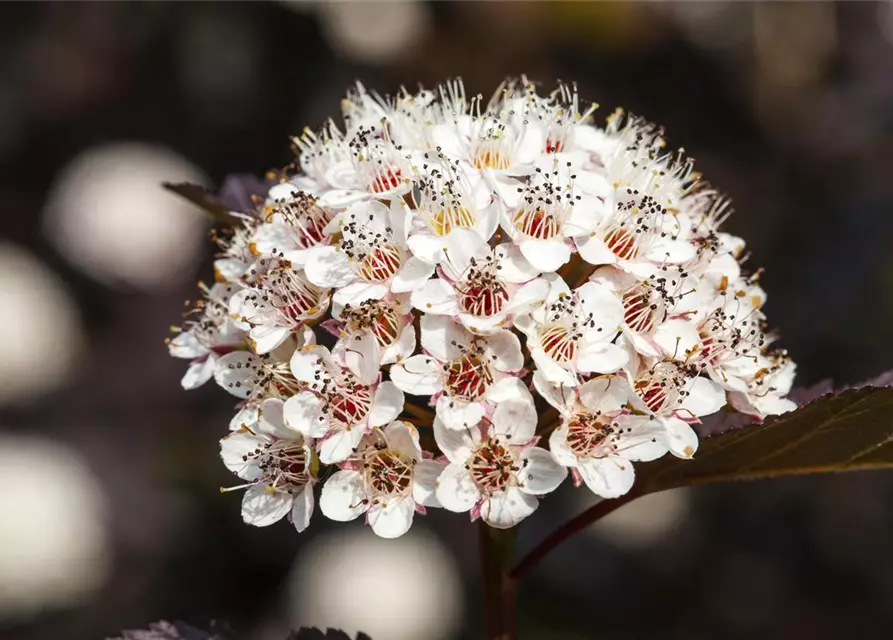 Physocarpus opulifolius 'Summer Wine'®