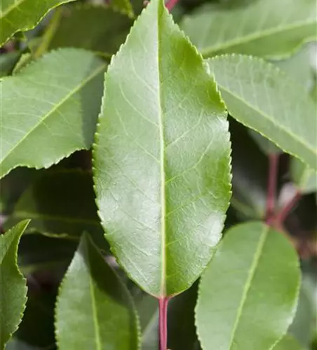 Prunus lusitanica 'Angustifolia'