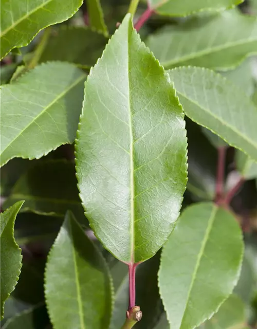 Prunus lusitanica 'Angustifolia'