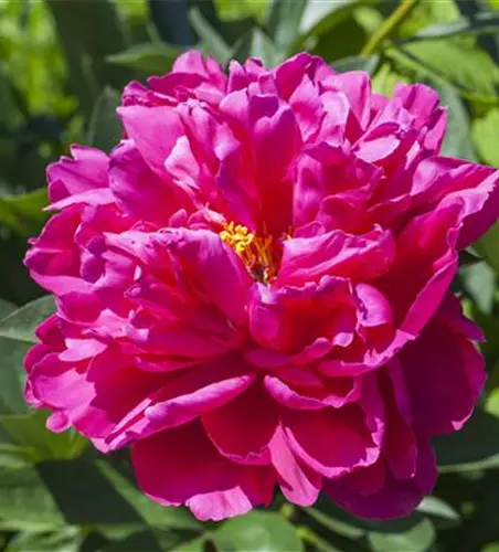 Paeonia x suffruticosa, rosa