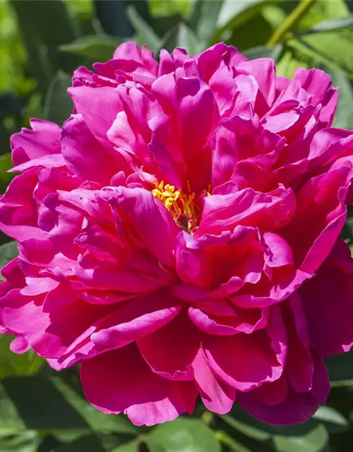 Paeonia x suffruticosa