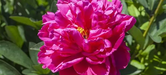 Paeonia x suffruticosa, rosa