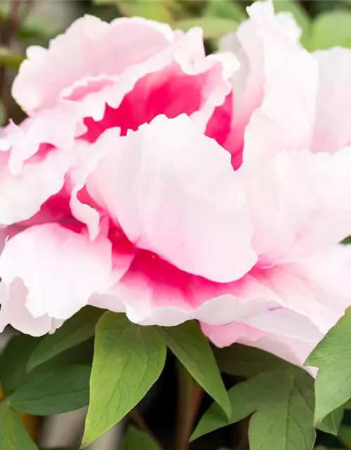 Paeonia x suffruticosa, rosa