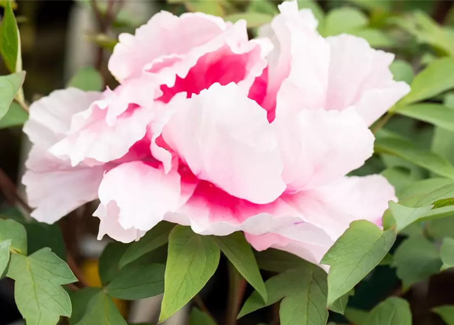 Paeonia x suffruticosa, rosa