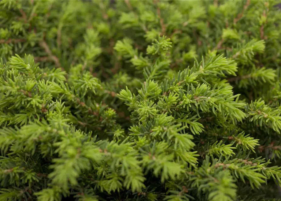 Picea abies