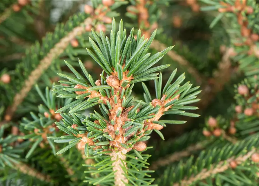 Picea abies