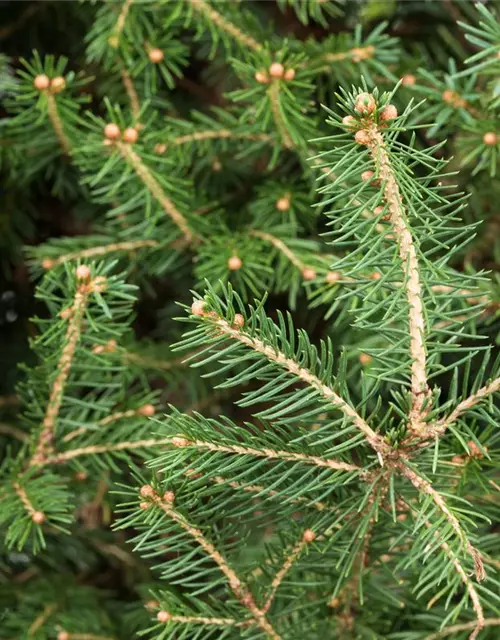 Picea abies