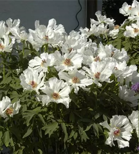 Paeonia x suffruticosa, weiß