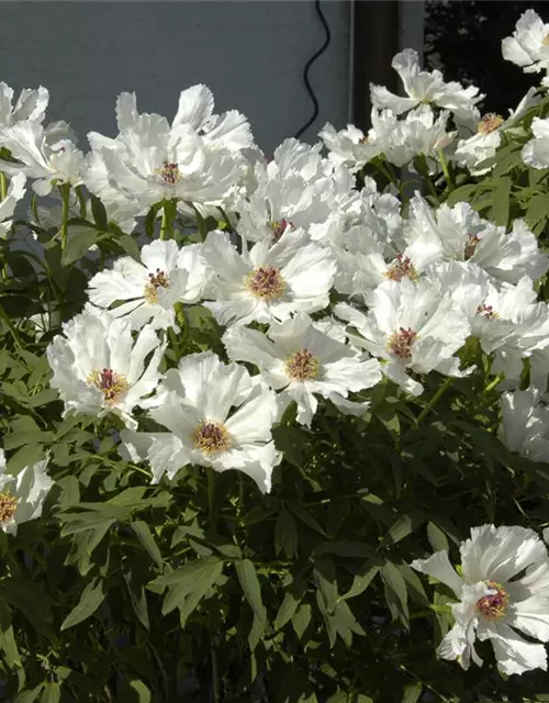 Paeonia x suffruticosa, weiß