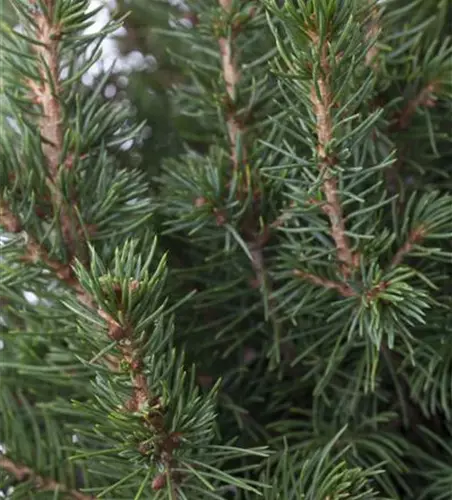 Picea glauca 'Conica'