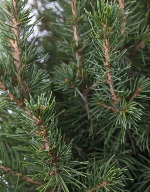 Picea glauca 'Conica'