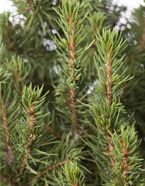 Picea glauca 'Conica'