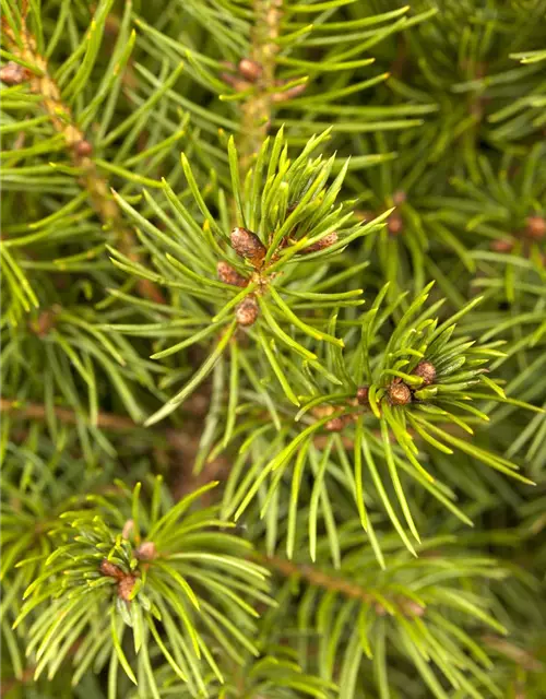 Picea glauca 'Conica'