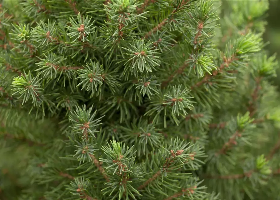 Picea glauca 'Conica'