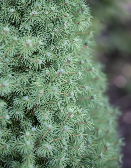 Picea glauca 'Conica'