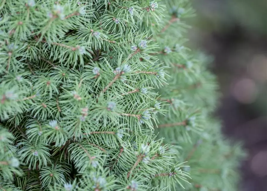 Picea glauca 'Conica'